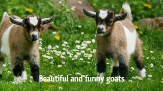 Beautiful and funny goats | Baby goats | funny content