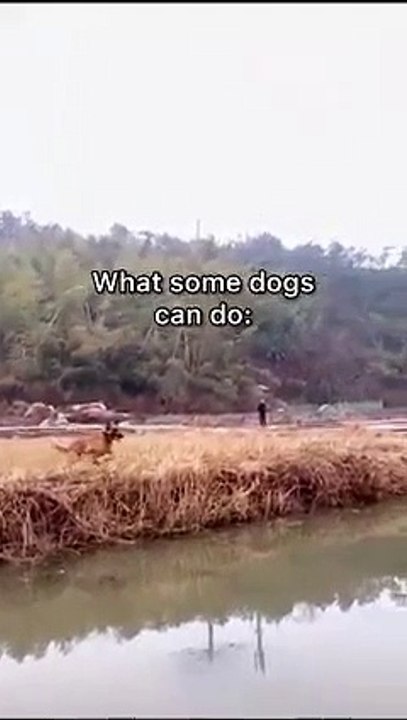 Some dogs can do...