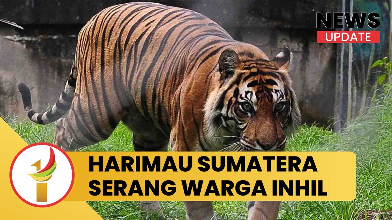 Harimau Sumatera Serang Warga Inhil