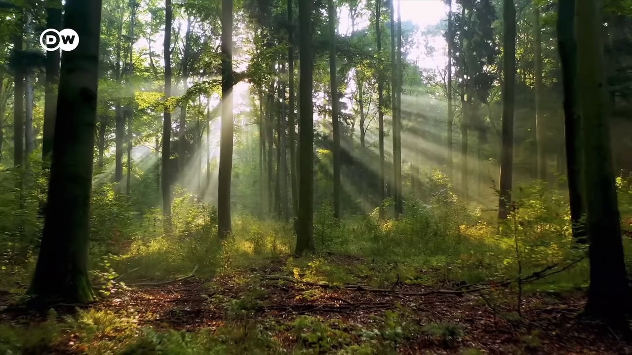 ¿Qué significa climáticamente neutral? | DW Documental