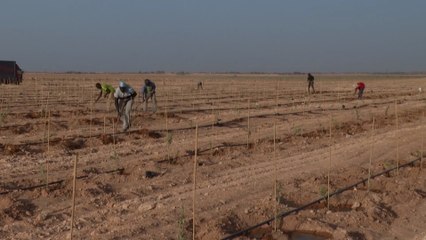 مبادرة ليبية لزراعة مليون شجرة زيتون بمنطقة السويح الصحراوية