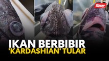 Ikan berbibir 'Kardashian' tular