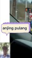 Anjing mudik pulang kampung
