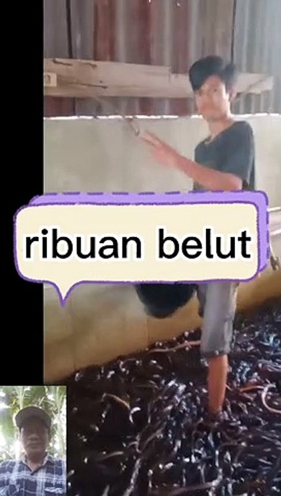 Panen ribuan belut