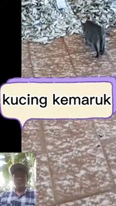 Kucing pesta makanan