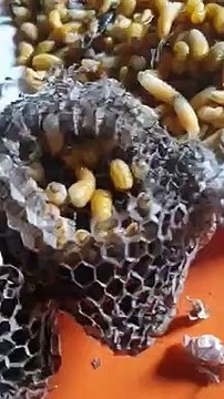 Une collection impressionnante de nids de guêpes aussi gros que des roches piquées