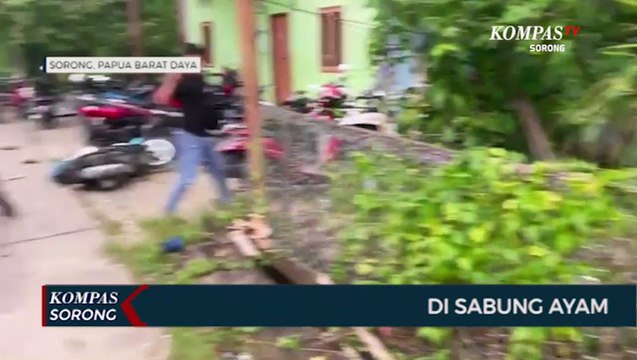 Polres Sorong Kota Tangkap 7 Pelaku Judi Sabung Ayam