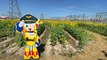 Sunflower Field at Electricity Generating Authority of Sai Noi Station Nonthaburi Province Thailand