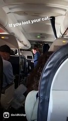 "Falta um gato a alguém?" Havia um à solta neste voo nos EUA