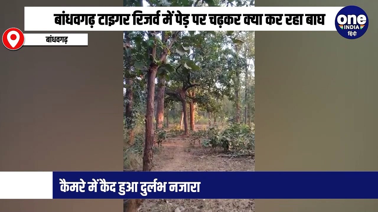 बांधवगढ़ टाइगर रिजर्व में पेड़ पर चढ़कर क्या कर रहा बाघ, कैमरे में कैद हुआ दुर्लभ नजारा
