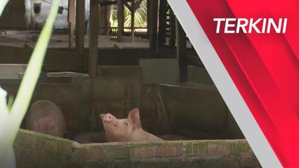 [TERKINI] Penyakit Demam Babi Afrika menjangkiti ternakan di Sungai Bakap