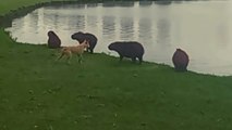 Naughty little dog pushes entire herd of capybaras into water