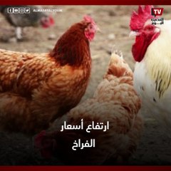 أسعار الفراخ تقفز لمستويات غير مسبوقة