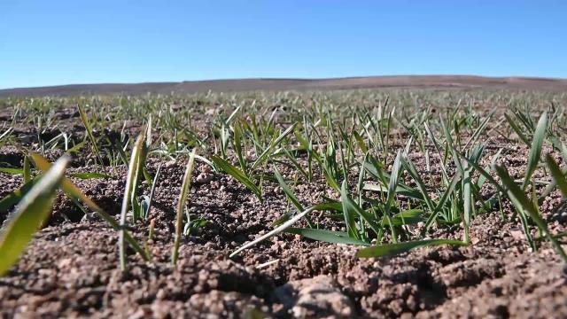 Yozgat'ta Kuraklık Endişesi… Prof. Yılmaz: Ciddi Bir Tehlike Yok. Toprakta Yeterince Nem Var