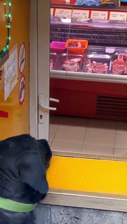 Ce chien s'est installé à l'endroit de la ville avec la meilleure vue