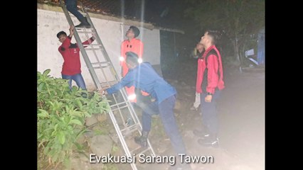 UPT Damkar Wil. 2 Bungbulang Evakuasi Sarang Tawon Di Kp. Cadas Ngampar Ds. Bungbulang Garut