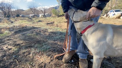 Groups looking to bring dog park to Kernville, reaction mixed