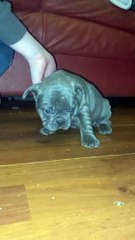 Mabel the French Bulldog puppy