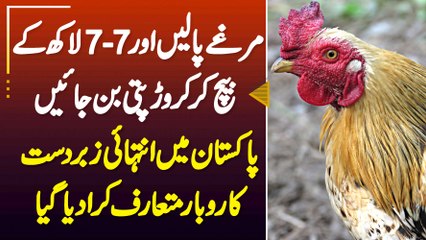 Murge Paale Or Baich Kar Crorepati Ban Jae - Pakistan Me Zabardast Business Introduce Kara Diya Gaya