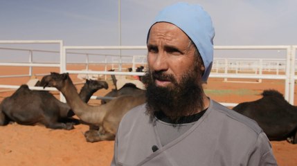 Exclu. "Certains injectent du botox" : Enquête exclusive met en lumière la triche dans les concours de chameaux en Arabie Saoudite