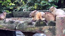 This Cat Grew Up Among Capybaras at a Zoo