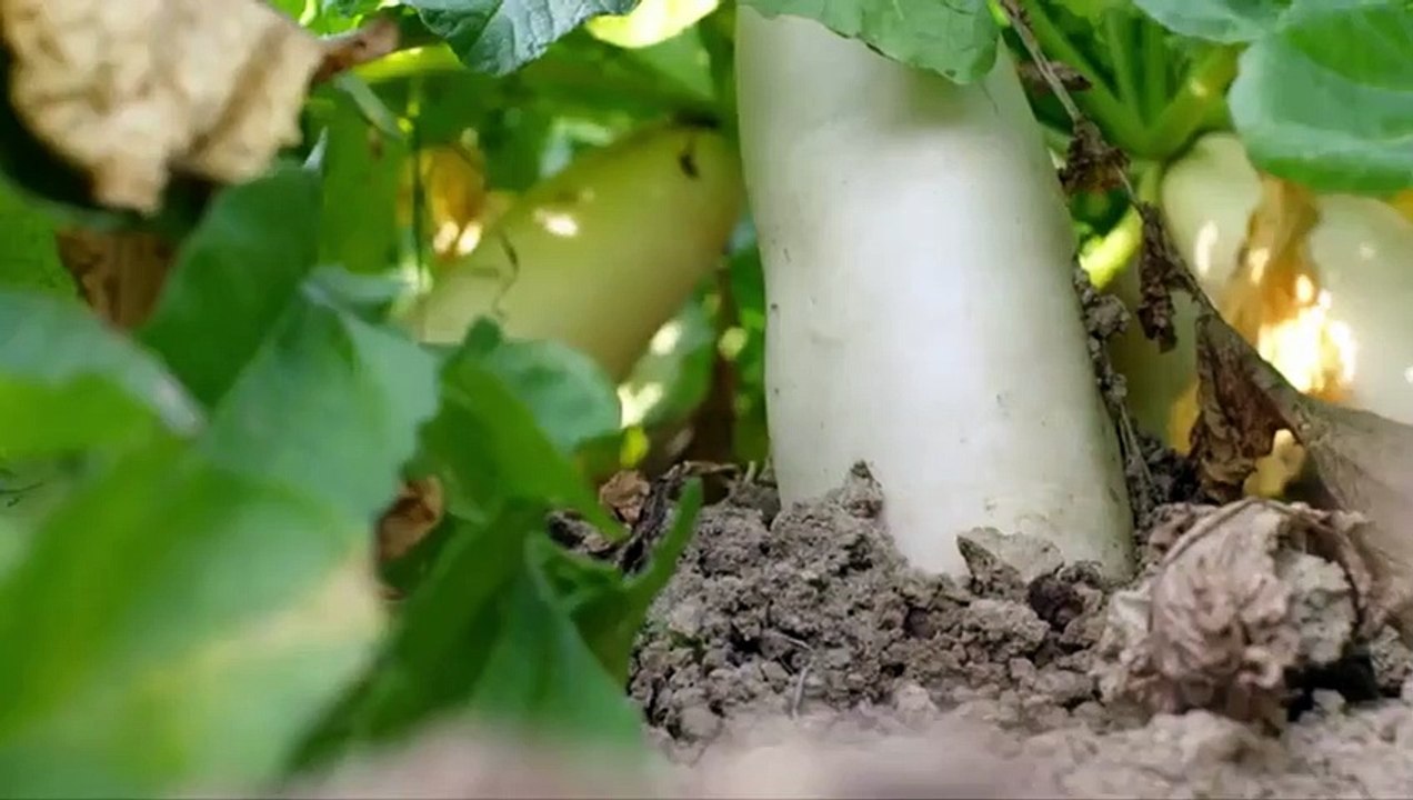 Flavorful Origins - Se1 - Ep06 HD Watch