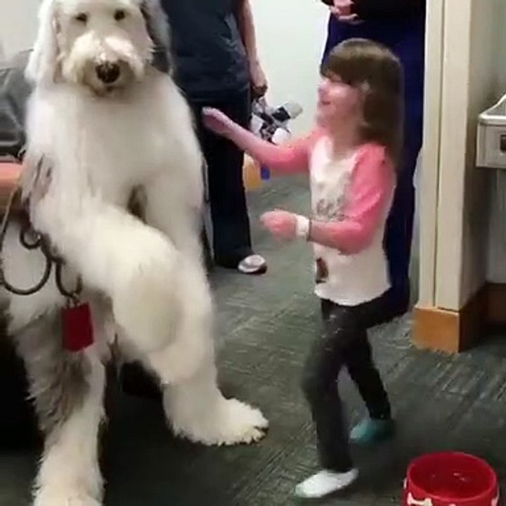 Auditioning to be Santa’s lil pupper... 