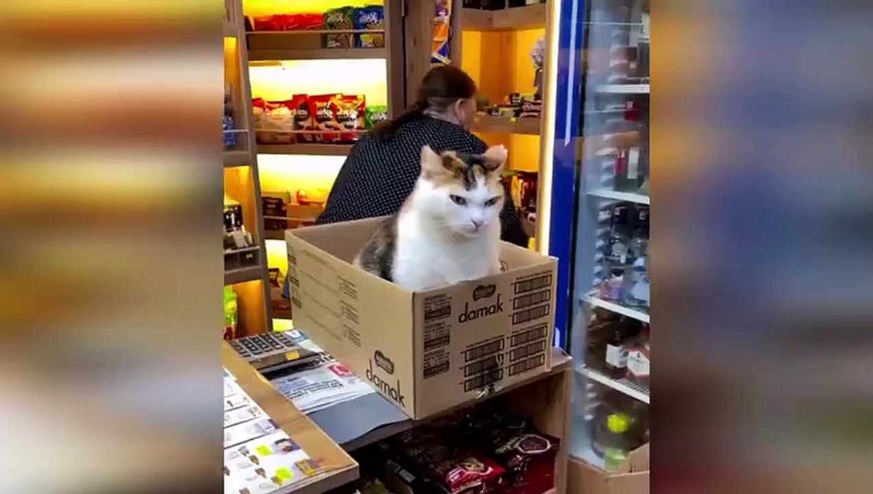 Funny animals - Funny cats _ dogs - Funny animal videos 25