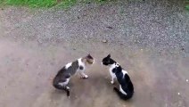 Cats Fighting with sound - Exclusive Video (Play with full sound)