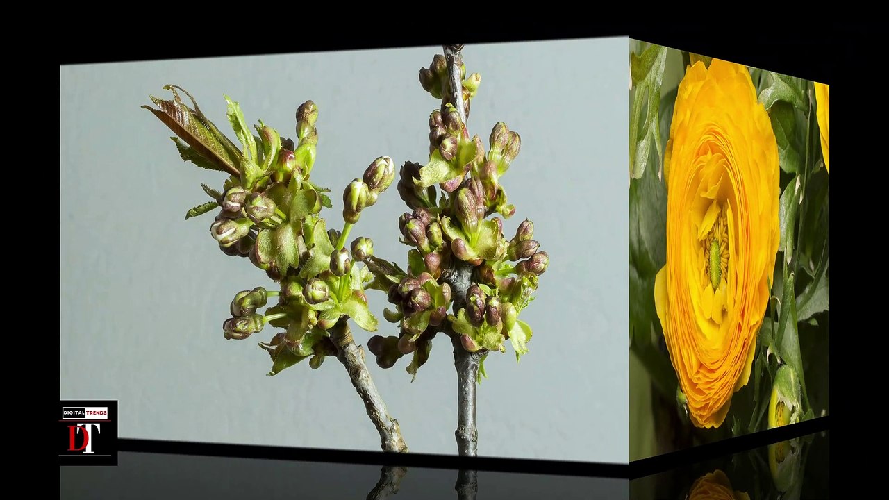 Time-Lapse: Watch Flowers Bloom Before Your Eyes | Short Film Showcase