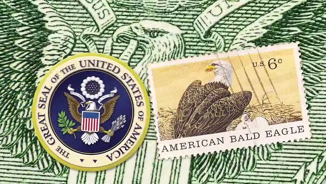 Come Find Out What The Difference Between The Two North American Eagle Species