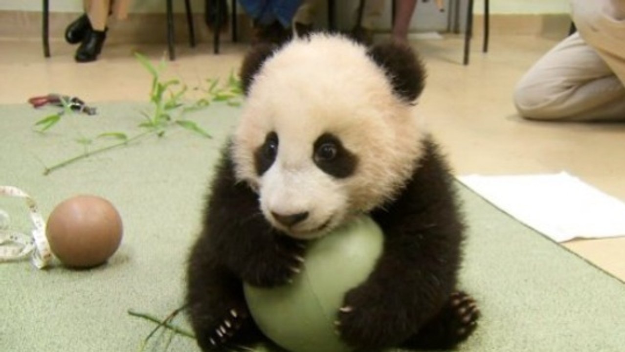 Meet Xiao Liwu: from world-famous baby panda to grown-up star