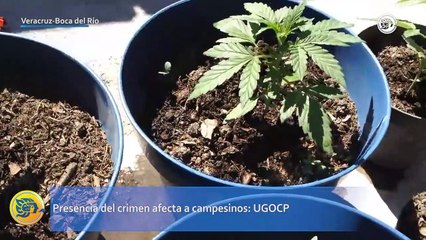 Presencia del crimen afecta a campesinos: UGOCP