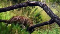 Catastrophic Battle Between Hungry Lion And Herd Of Baboons - Lioness vs Deer   Wild Fights (2)