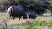 OMG ! Brave Rhino Desperately Resist Fierce Lion To Protect Its Baby - Rhinoceros vs Crocodiles (2)