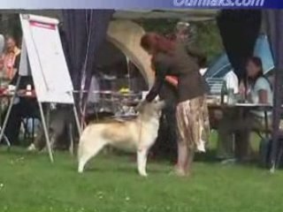 Oumiaks Orange Kid - German National specialty 2007