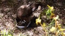 Crazy Battle Between Eagle And Snakes - Lions vs Herd Of Wild Boars   Wild Animals Battle (2)