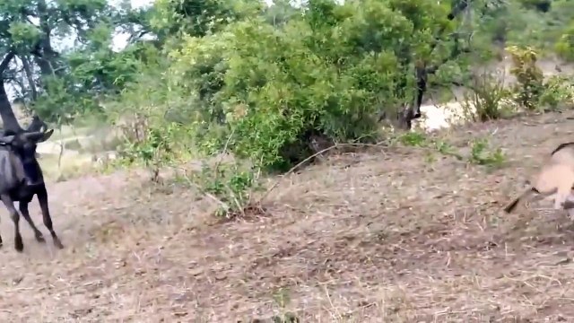 OMG ! Crazy Herd Of Buffaloes Suddenly Attack Cheetah - Zebras vs Lions Wild Animals Fight (2)