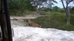 Herd Of Lions Try To Rescue Lioness From Fierce Crocodile - Wild Boars vs Deer   Wild Animal Attack (2)