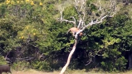 Wildebeests Knock Out Hungry Lion To Protect Their Herd - Cheetah vs Deer   Wild Animal Battle (2)