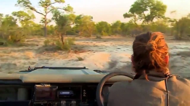 Elephant Vented His Anger When He Saw Wild Dogs - Wild Dog Regrets Teasing The Elephant