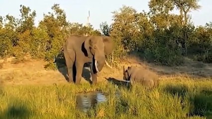 Amazing Mother Rhino Protects Her Baby From The Elephant - Elephant VS Rhino And Hippo Encounter