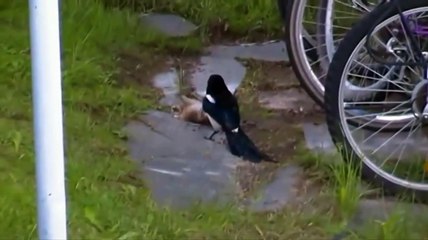 Pigeon Vs Bunny In Funny Fight