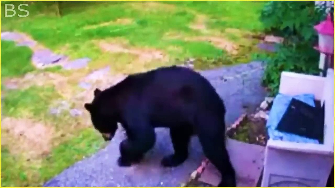 25 Hero Animals That Saved Human Lives