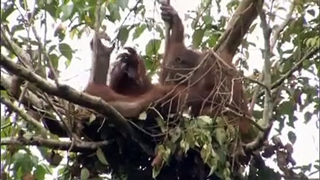 Orangutan Island - Se1 - Ep11 - Rumble in the Jungle HD Watch