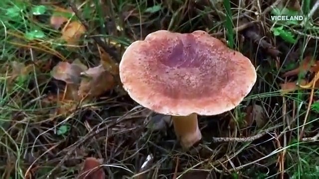 Mister Tachyon - Se1 - Ep08 - Can Mother Nature Heal Us HD Watch