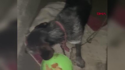 SAHİPLİ AV KÖPEĞİ PAŞA'YI KULÜBESİNDE YAKTILAR
