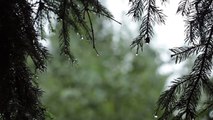 Relaxing Sound of Rain and Wind in Forest 1 Hour - Rain Drops Falling From T_HD