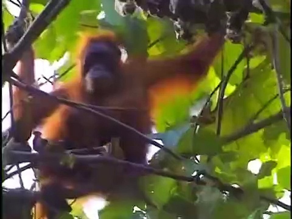 Crocodile Hunter - Ep34 HD Watch