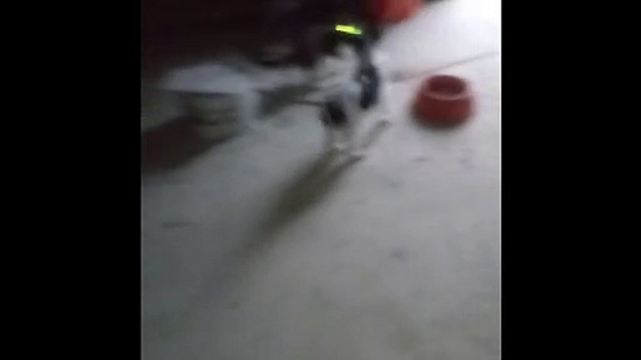 Gatto vs Cane